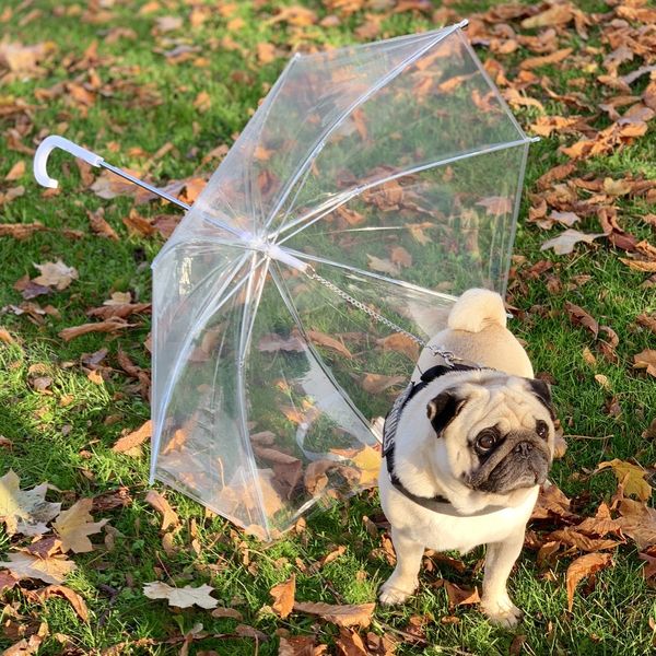 dog umbrella5