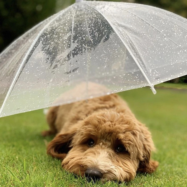 Dog sales lead umbrella