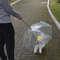 dog umbrella8
