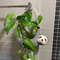 Sloth Hanging Planter For Succulents & Indoor Plants 2