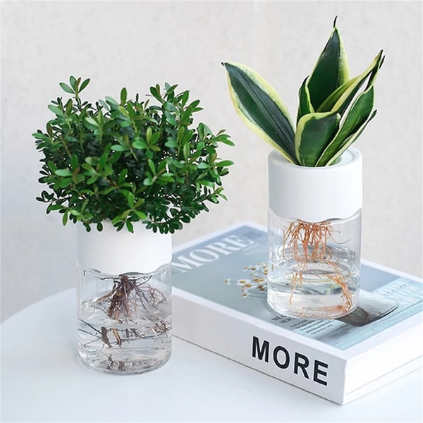 Buy Transparent Hydroponic Flower Pot