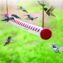 birds friends hummingbird feeders