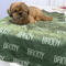 Personalized Dog Name Blanket Custom Pet Name Throw Gift For Dog Lovers 0