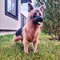 Realistic Shepherd Dog Custom Crochet 1