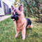 Realistic Shepherd Dog Custom Crochet 2