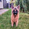 Realistic Shepherd Dog Custom Crochet 3