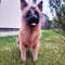 Realistic Shepherd Dog Custom Crochet 5