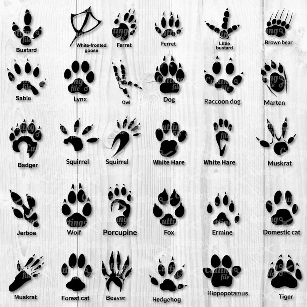 Animal Paw Bundle Svg, Paw Print Svg, Cat Paw Svg, Dog Paw Svg, Png Dxf File.jpg