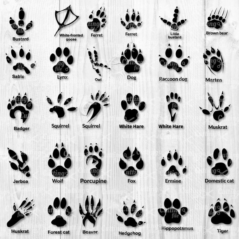 Animal Paw Bundle Svg, Paw Print Svg, Cat Paw Svg, Dog Paw Svg, Png Dxf File.jpg