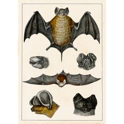 Beautiful Vintage Bats from Natural History Art. Animal lover gift. 880.