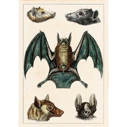 The Bats poster. Beautiful Vintage Bats. Antique Animal Poster. Anatomy decor. Animal Home Decor. Mammal print. 887.