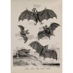 Vampire Bats Poster. Natural history poster. 878.