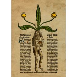 Male Mandrake Root. Reproduction on handmade paper and birch plywood. Witches home decor. Witchcraft gift. 764.