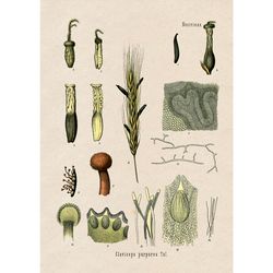 Claviceps Purpurea or Ergot. Occult botany home decor. Magic mushroom print. Medicinal plant design. 891.