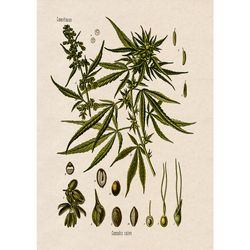 Vintage Cannabis herbal art. Ancient botanica wall decor. Herbal wall hanging. Botanical artwork. 244.
