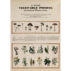 A Table of Vegetable Poisons. Witchcraft botanical decor. Botanic and Mushroom art print. Toxic plant artwork. 706.