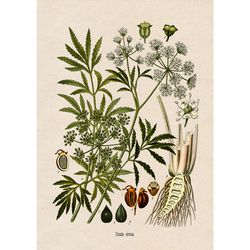 Poisonous plant Cicuta virosa Or Northern Water Hemlock. Witches style reproduction. Occult botanical print. 367.