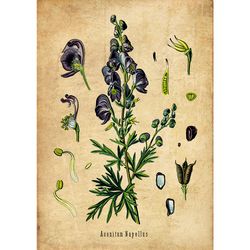 Poisonous plant Aconitum Napellus. Vintage botanical home decoration. Toxic herb Wolfsbane. Herbal magic poster. 534.