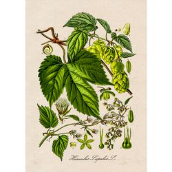 Humulus lupulus. Botanical wall art. Vintage flower poster. Beer lovers gift. Common hop or hops reproduction. 550.
