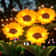 Waterproof LED Solar Sunflower Lawn Light, Garden Pathway Decoration for Wedding, Holiday, Outdoor Yard Landscape