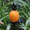 Waterproof LED Solar Yard Lamp Pineapple Landscape Light For Outdoor Decorative Garden Lawn Ground 2