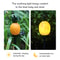 Waterproof LED Solar Yard Lamp Pineapple Landscape Light For Outdoor Decorative Garden Lawn Ground 3