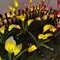 Calla Lily Solar-Powered LED Yard Lights, Floral Garden Light Decor Lamp, Waterproof Outdoor Lawn Lighting