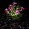 Azalea Flowers Outdoor Solar Waterproof Lights, LED Solar Powered Garden Lights, Summer Lawn Pathway Decoration