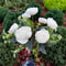 Outdoor Solar Flower Light Camellia Buds, Garden Flower Lights, Decorative Yard Patio Path Lawn Lamp