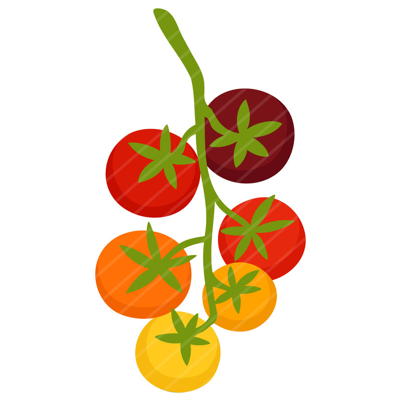 Tomato Clipart SVG PNG EPS Images Vegetable Fruit Garden Gardening Summer Harvest Grow Growing Pl 3