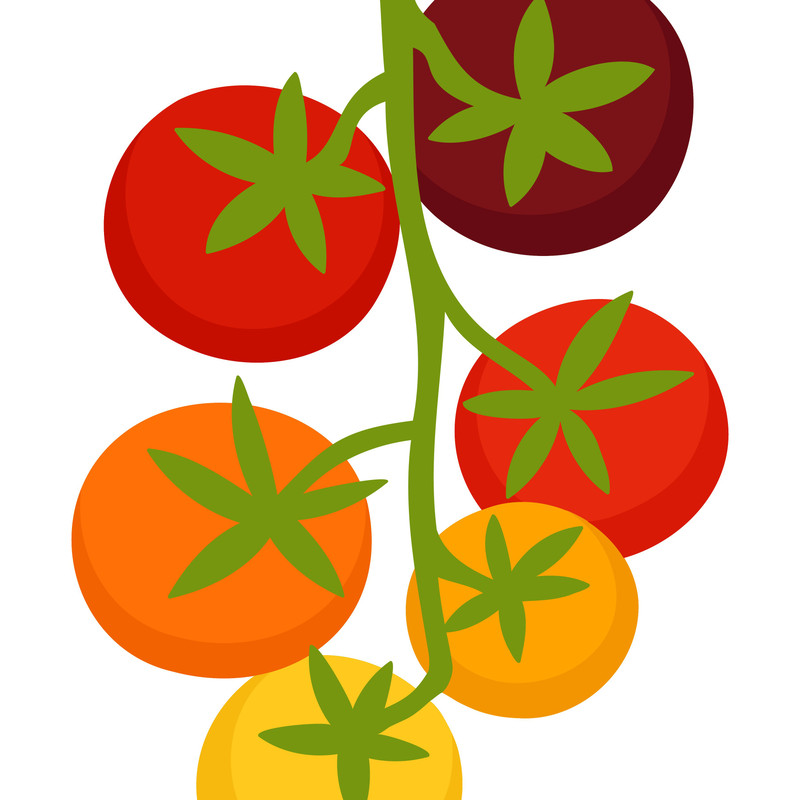 Tomato Clipart SVG PNG EPS Images Vegetable Fruit Garden Gardening Summer Harvest Grow Growing Pl 4