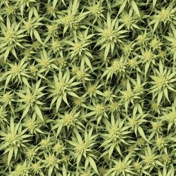 cannabis arrangement 45 tileable repeating pattern