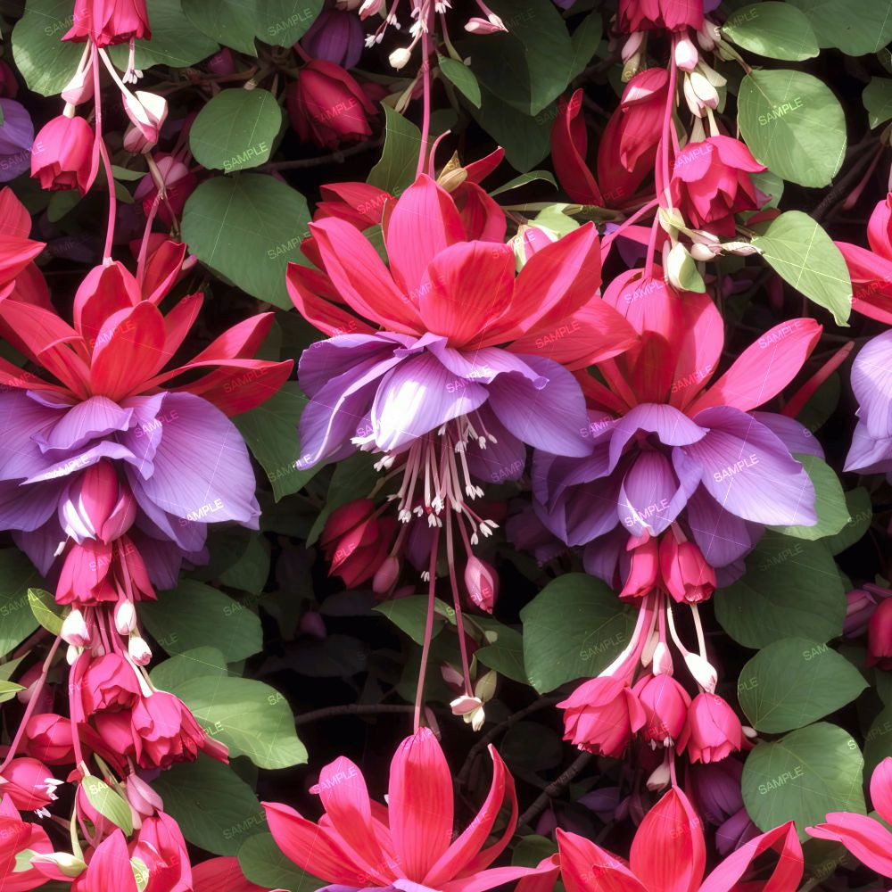 Fuchsia Flowers.jpg