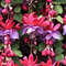 Fuchsia Flowers.jpg