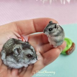 custom color thick hamster Djungarian breed
