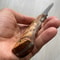 Blacksmith Forged Damascus Camping Knife With Full Tang Chestnut Wood Grip 2