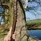 Handmade Decorative Viking Axe Ragnar Lothbrok Inspired Design 1