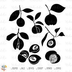 nutmeg svg, nutmeg silhouette, nutmeg cricut, nutmeg stencil templates, nutmeg clipart png