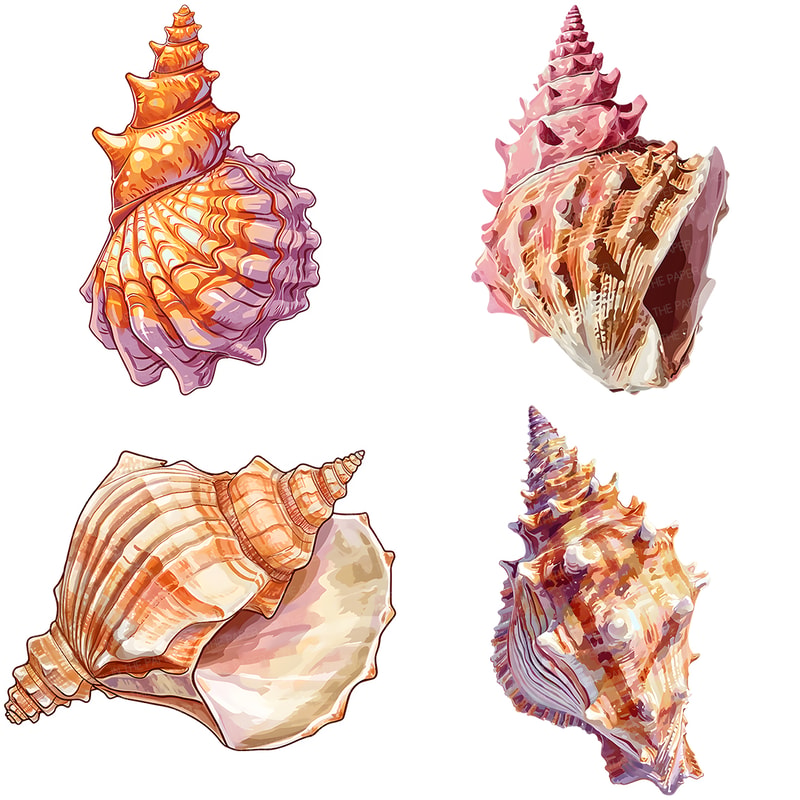 Conch shell PNG | Seashell Conch Clip Art Under The Sea Crea | Inspire ...