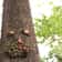 treefacebirdfeeder2.png