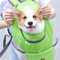 dogbackpack3.png