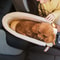 snugglysafedogcarseat3.png