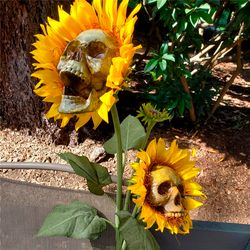 skull sunflower