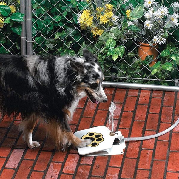 dogwaterfountain1.png