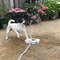 dogwaterfountain2.png