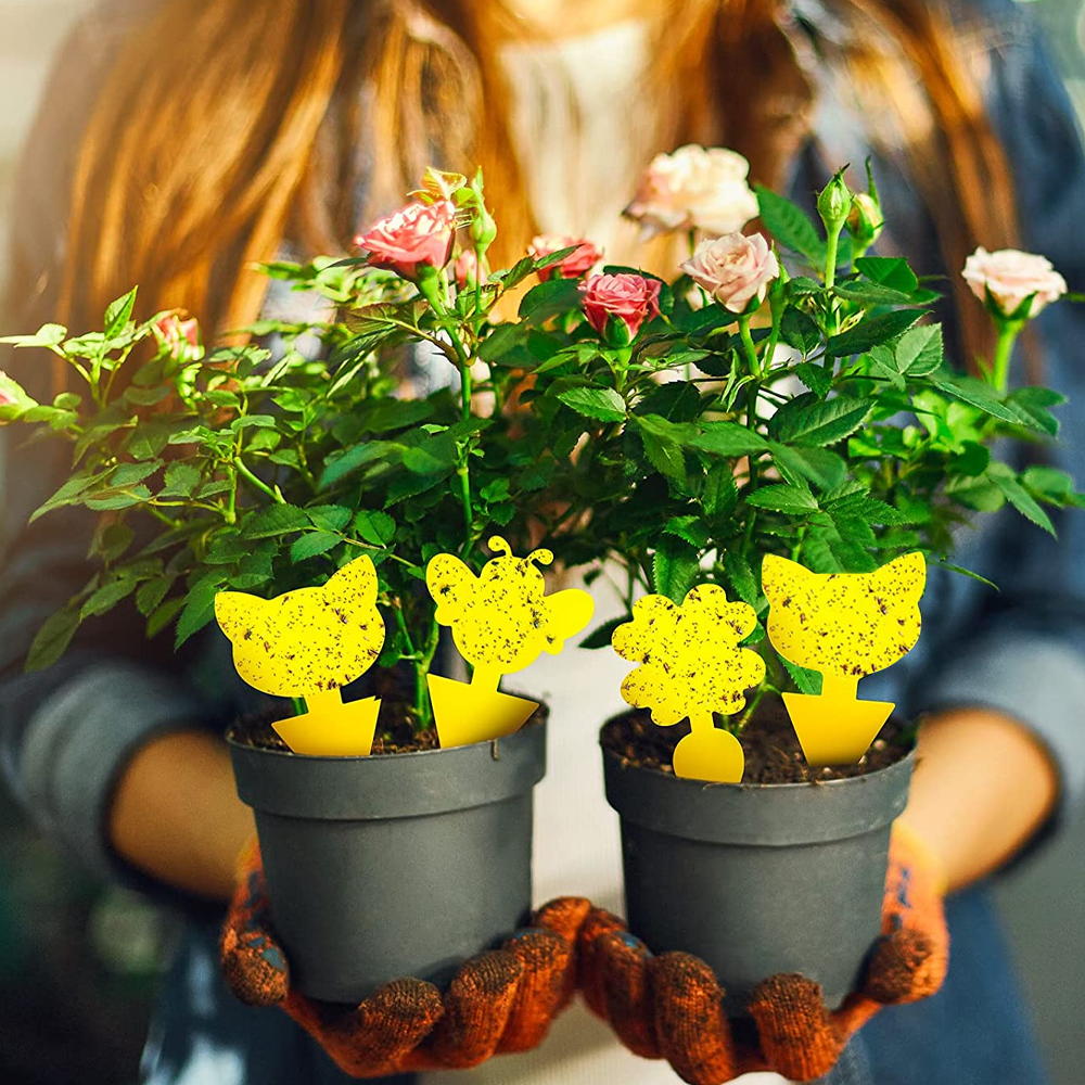 stickytrapfruitflyfungusgnat2 (1).png