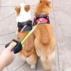 2 Dogs Retractable Leash