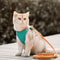 Luminous EscapeProof Cat Vest Harness and Leash Set Glow in the Dark Comfortable Safe for Cats