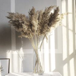 Natural Fluffy Dried Pampas Grass – 50 Steams