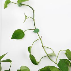 plant fixture clip fixed buckle hook